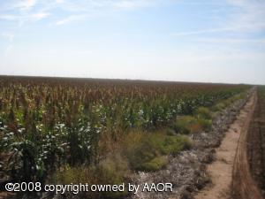 Growing Milo Crop 40 Acres