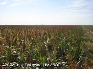 Growing Milo Crop 40 Acres