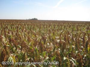 Growing Milo Crop 40 Acres