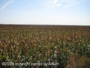 Growing Milo Crop 40 Acres