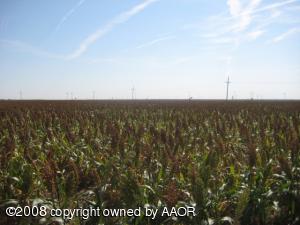 Growing Milo Crop 40 Acres