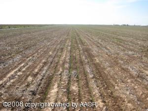 40 Acres Wheat Planted