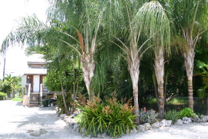 31227 Avenue E, Big Pine Key, FL