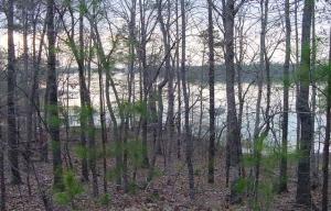 Mature Hardwoods