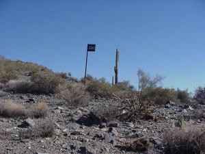 Saguaro Forest 241