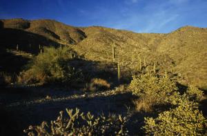 Saguaro Forest 249