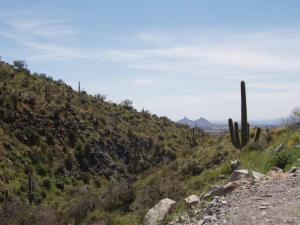 Saguaro Forest 244