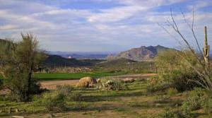 Saguaro Forest 133