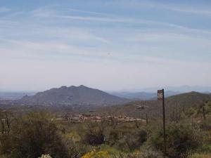 Saguaro Forest 245