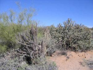 Pinnacle Peak Estates 3 170