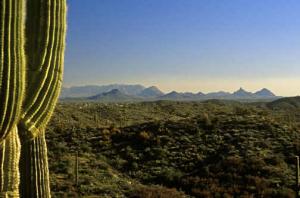 Saguaro Forest 292