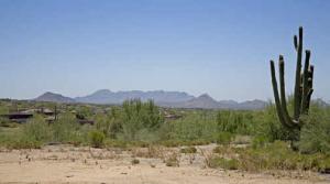 Saguaro Forest 31