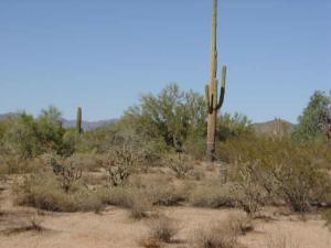 Saguaro Estates 20