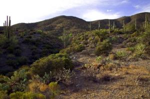 Saguaro Forest 246