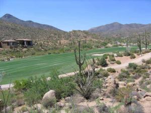 Saguaro Forest 123