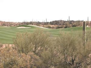 Saguaro Forest 272