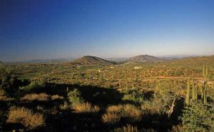 Saguaro Forest 234