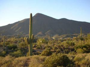 Saguaro Forest 156
