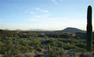 Saguaro Forest 317