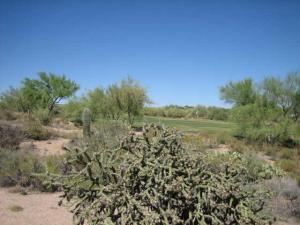 Gambel Quail 196