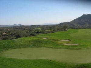 Saguaro Forest 40