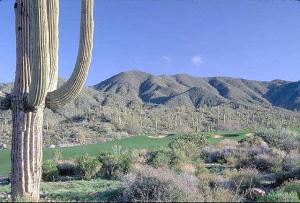 Saguaro Forest 154