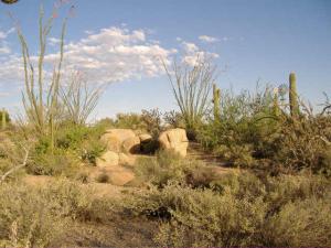 Pinnacle Peak Ranchos 53
