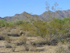 Pima Acres 131