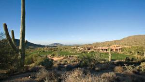 Saguaro Forest 49