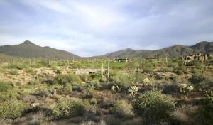 Saguaro Forest 47