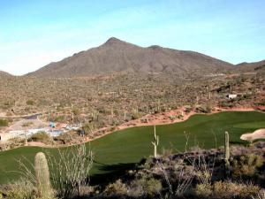 Saguaro Forest 147