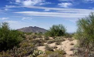 Gambel Quail 188