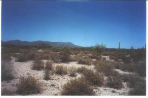 Desert Springs 15