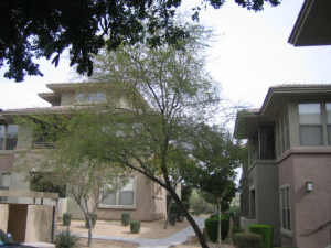 785.00 SqFt - 1/1 bed/bath - $206,999