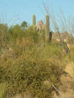 Pinnacle Peak Vistas 2 24