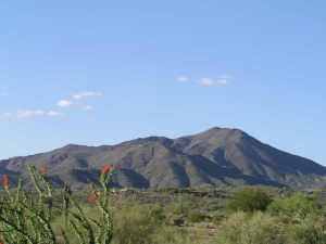 Gambel Quail 153