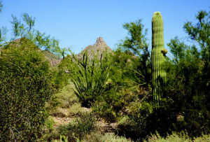 Pinnacle Peak Vistas 1 5