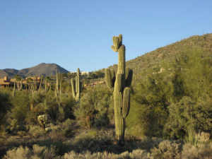 Gambel Quail Preserve 234