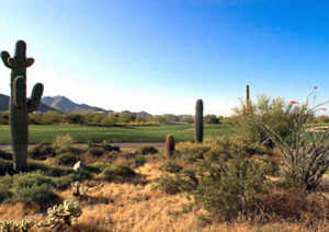 The Parks at Silverleaf 1360