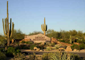 Saguaro Forest 183