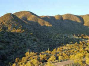 Saguaro Forest 253