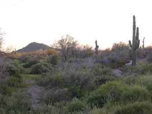 Whisper Rock 175