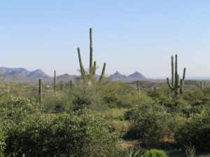 Saguaro Forest 73
