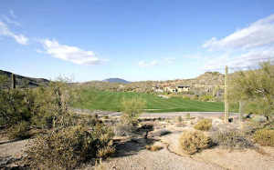 Saguaro Forest 264
