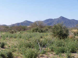 Rancho Santa Fe Del Oro 12