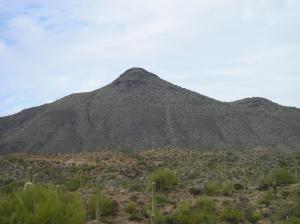 Saguaro Forest 284