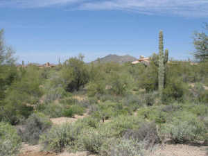 Whisper Rock 38