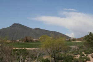 Saguaro Forest 37