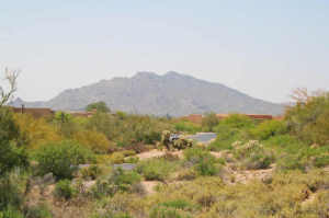 Gambel Quail 178