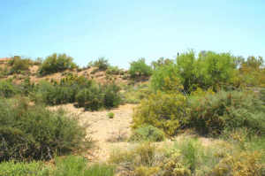 Gambel Quail Preserve 249